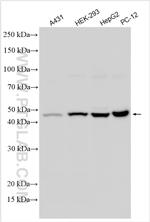 PEX3 Antibody in Western Blot (WB)