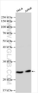 TPST2 Antibody in Western Blot (WB)