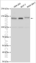 CTCF Antibody in Western Blot (WB)