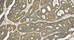 PGT Antibody in Immunohistochemistry (Paraffin) (IHC (P))