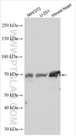 PGT Antibody in Western Blot (WB)