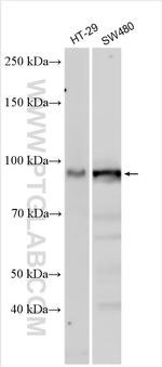 USP6NL Antibody in Western Blot (WB)