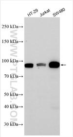 USP6NL Antibody in Western Blot (WB)