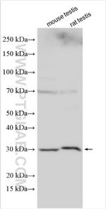 INCA1 Antibody in Western Blot (WB)