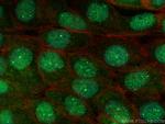 SYNCRIP Antibody in Immunocytochemistry (ICC/IF)