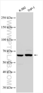 SYNCRIP Antibody in Western Blot (WB)