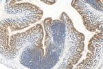 Galectin 3 Antibody in Immunohistochemistry (Paraffin) (IHC (P))