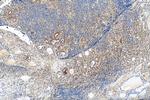 Galectin 3 Antibody in Immunohistochemistry (Paraffin) (IHC (P))