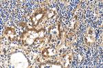 Galectin 3 Antibody in Immunohistochemistry (Paraffin) (IHC (P))