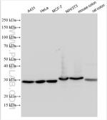 Galectin 3 Antibody in Western Blot (WB)