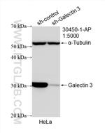 Galectin 3 Antibody in Western Blot (WB)