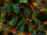 CDC20 Antibody in Immunocytochemistry (ICC/IF)