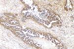CDC20 Antibody in Immunohistochemistry (Paraffin) (IHC (P))