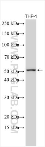 CDC20 Antibody in Western Blot (WB)