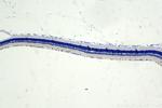 PRDM13 Antibody in Immunohistochemistry (Paraffin) (IHC (P))