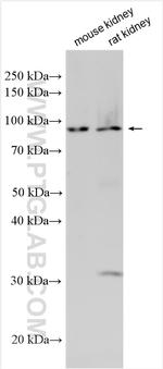 PRDM13 Antibody in Western Blot (WB)