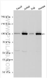 NLRC3 Antibody in Western Blot (WB)
