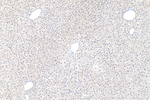 UTF1 Antibody in Immunohistochemistry (Paraffin) (IHC (P))
