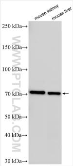 MUC20 Antibody in Western Blot (WB)