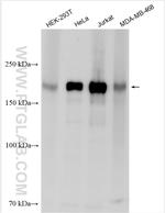 CDK13 Antibody in Western Blot (WB)