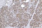 SLC16A13 Antibody in Immunohistochemistry (Paraffin) (IHC (P))