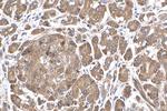 SLC16A13 Antibody in Immunohistochemistry (Paraffin) (IHC (P))