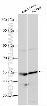 SLC16A13 Antibody in Western Blot (WB)
