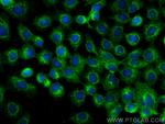 ANKIB1 Antibody in Immunocytochemistry (ICC/IF)
