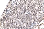 ANKIB1 Antibody in Immunohistochemistry (Paraffin) (IHC (P))