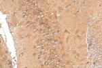 ANKIB1 Antibody in Immunohistochemistry (Paraffin) (IHC (P))