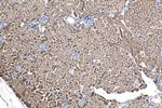 ANKIB1 Antibody in Immunohistochemistry (Paraffin) (IHC (P))