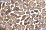 ANKIB1 Antibody in Immunohistochemistry (Paraffin) (IHC (P))
