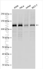 ANKIB1 Antibody in Western Blot (WB)