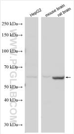 MTMR9 Antibody in Western Blot (WB)