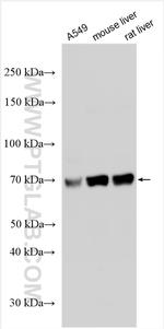 TOX2 Antibody in Western Blot (WB)