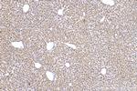 CISD3 Antibody in Immunohistochemistry (Paraffin) (IHC (P))