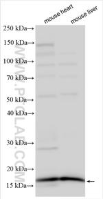 CISD3 Antibody in Western Blot (WB)