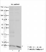 CISD3 Antibody in Western Blot (WB)