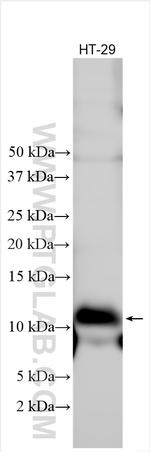C19orf48 Antibody in Western Blot (WB)