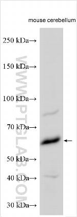 PCYOX1L Antibody in Western Blot (WB)