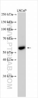PCYOX1L Antibody in Western Blot (WB)