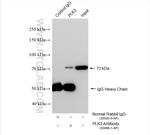 PLK3 Antibody in Immunoprecipitation (IP)