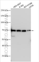 PLK3 Antibody in Western Blot (WB)