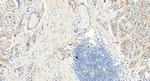 ZO-1 Antibody in Immunohistochemistry (Paraffin) (IHC (P))