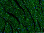 ZO-1 Antibody in Immunohistochemistry (PFA fixed) (IHC (PFA))