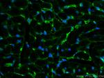 ZO-1 Antibody in Immunohistochemistry (PFA fixed) (IHC (PFA))