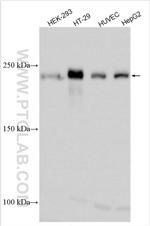 ZO-1 Antibody in Western Blot (WB)