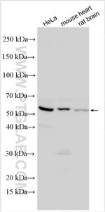 DUSP10 Antibody in Western Blot (WB)