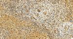 COPS3 Antibody in Immunohistochemistry (Paraffin) (IHC (P))