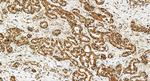 COPS3 Antibody in Immunohistochemistry (Paraffin) (IHC (P))
